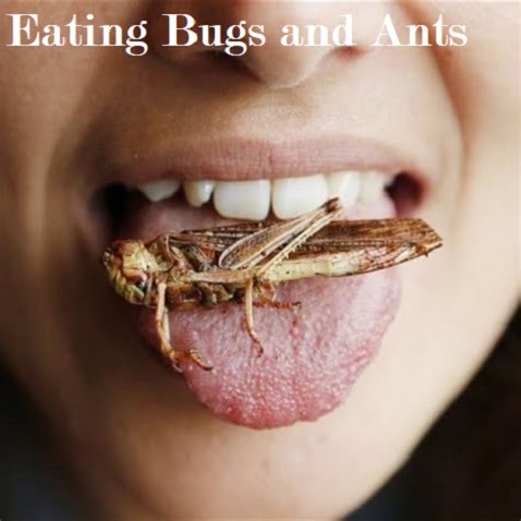 Eating Bugs and Ants